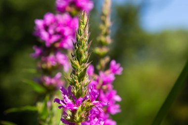 Lythrum salicaria - purple loosestrife, spiked loosestrife, purple lythrum.