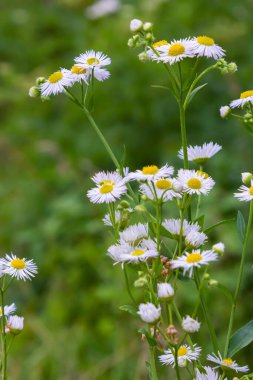 Erigeron Annuus olarak bilinen yıllık pire, papatya pire, ya da papatya pire..