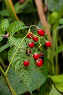 Ağustosta görülen acı-tatlı Solanum dulcamara olarak da bilinen odunsu itüzümü kırmızı meyveleri..