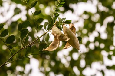 Ada Lordu Flora, Hırvatistan. Mesane senna Colutea ağaç kesimi. Avrupa ve Kuzey Afrika 'ya özgüdür. Süs olarak yetiştirilmiş, erozyon kontrolü için peyzaj yapımında kullanılıyor..