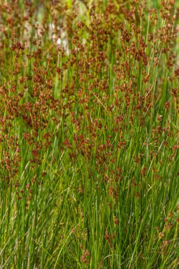 Common Soft Rush Juncus effusus, Juncaceae familyasından bir bitki türü..