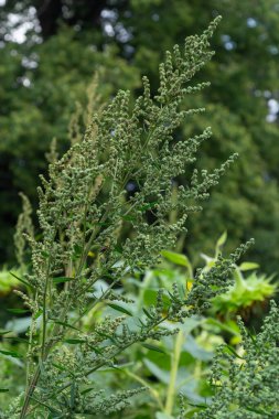 Chenopodium albümü, Lobodaceae ailesinin grimsi toz bitkileriyle kaplı, her yıl üretilen gri-yeşil otların bir türüdür..