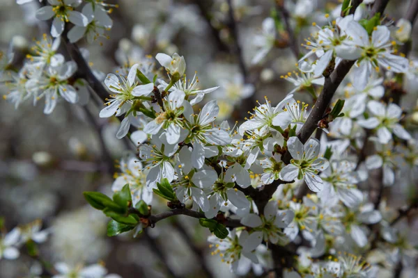 Blackthorn Prunus Spinosa Sloe Plant Shrub White Flower Bloom Blossom — Photo