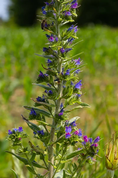 stock image Blooming meadow in sunny summer day. Echium vulgare, beautiful wildflowers. Summer floral background, close-up flowers.