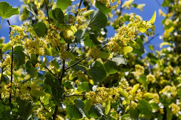 Linden ağacı kümeleri, tira kordata, avrupa, küçük yapraklı kireç, limon tomurcukları. Eczane, eczacı, doğal ilaç, şifalı bitki çayı, aromaterapi. Bahar arkaplanı.