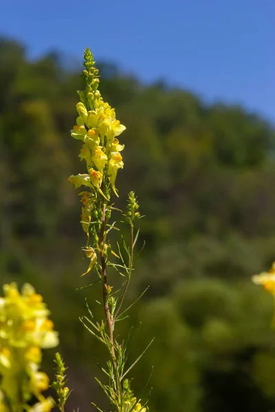 Linaria Vulgaris Names Common Toadflax Yellow Toadflax Butter Eggs Blooming — Stock Photo, Image