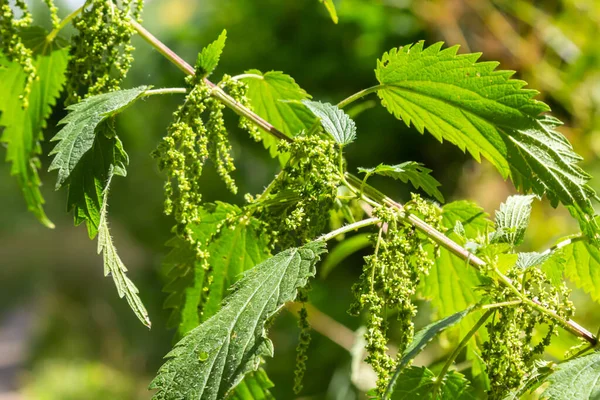 stock image The nettle dioecious Urtica dioica with green leaves grows in natural thickets.