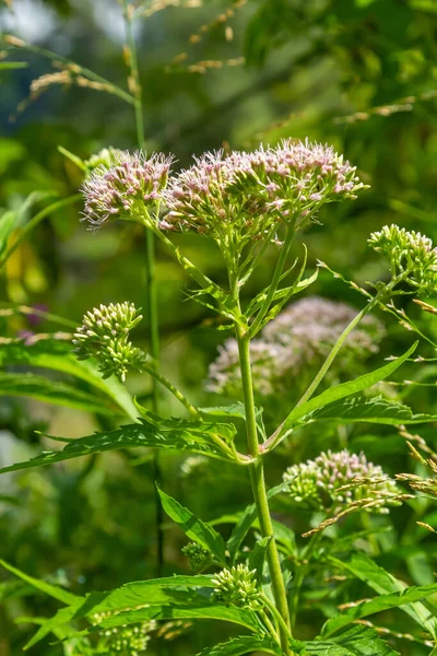 It blooms in the wild hemp agrimony Eupatorium cannabinum.