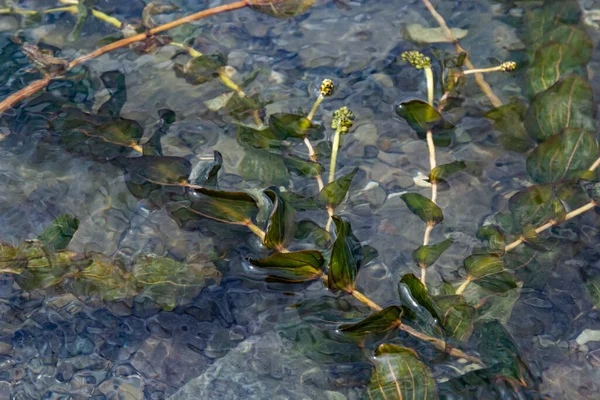 Margem Lago Está Repleta Folhas Cenário Outono Lago Europa Central — Fotografia de Stock