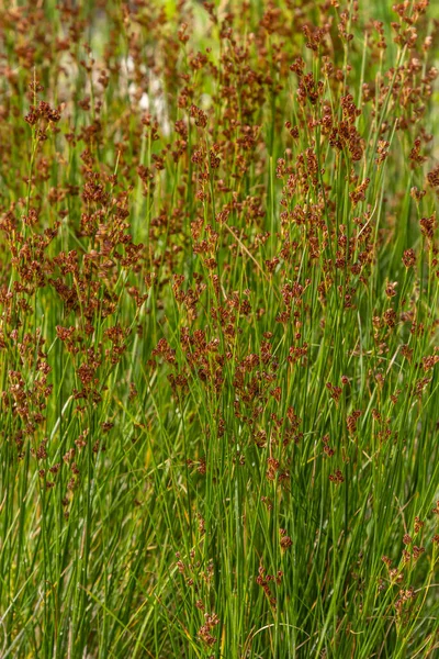 一般的なソフトラッシュユンカス属 Juncus Effusus 科ユンカス属の多年草の草本開花植物種です — ストック写真