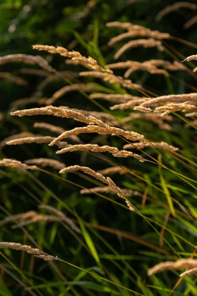 美丽的阳光明媚的日子里 美丽的柔软而集中的草丛 斯皮凯花野草 干草草地上的甜春草 炭疽和常见的弯曲炭疽 — 图库照片