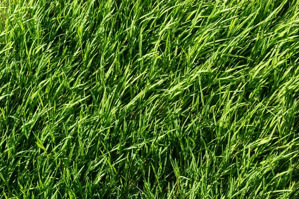 Υφή Πράσινο Γρασίδι Στο Γκαζόν Όμορφο Πράσινο Φόντο Υψηλή Ποιότητα — Φωτογραφία Αρχείου