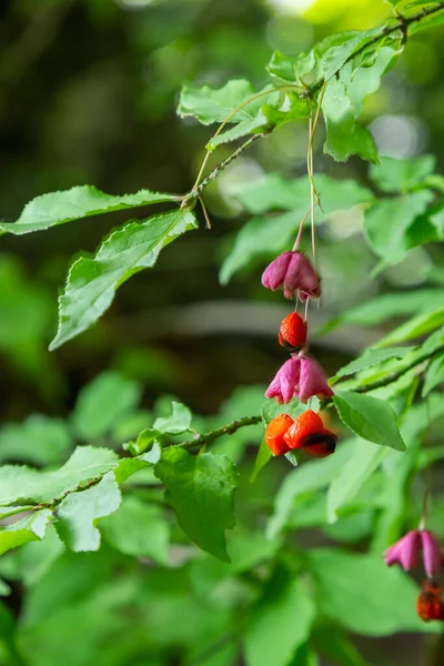 stock image Euonymus europaeus european common spindle capsular ripening autumn fruits, red to purple or pink colors with orange seeds, autumnal colorful leaves.