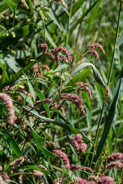 Bunte Persicaria Longiseta Eine Blütenpflanze Aus Der Familie Der Knöterichgewächse — Stockfoto