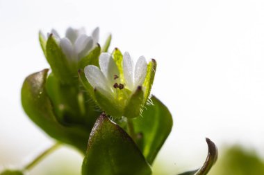 İlkbaharda Stellaria medyası doğada büyüyor. Bahçelerde ot olarak yetişen otçul bir bitki. Et yeşili sapları üzerinde küçük beyaz çiçekler.