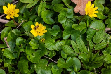 Ficaria verna, daha az celandine, pilewort ya da ranunculus ficaria sarı bahar çiçekleri kapanıyor. Çiçeklerin bahar arkaplanı.