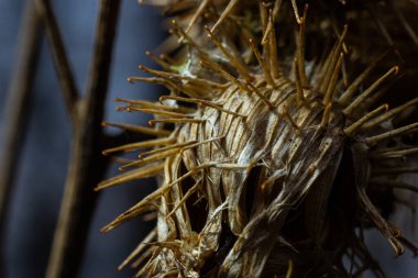 Herb Burdock bitkisi ya da Asteraceae ailesinden Arctium bitkisi. Kuru kahverengi Arctium eksi. Sonbaharda kurumuş tohum başları. Keskin kancaları olan olgun burrs. Yumuşak odak.