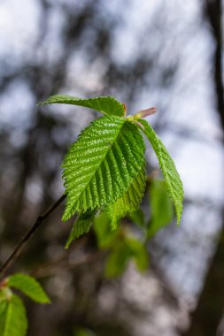 Carpinus Betulus 'un genç yeşil yaprakları, Avrupalı ya da sıradan boynuz kirişi. Bulanık kahverengi bahar arka planında güzel dallar. Her tasarım için doğa konsepti. Mesajın için yer aç. Seçici odak.