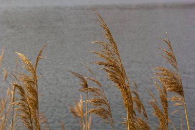 Yaygın kamış Phragmites australis. Göl suyunun arka planına karşı sazlıktan yapılma tüylü kuru gövdeler. Tasarım için Doğa Konsepti.