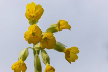 Sarı Primula veris inek ayağı, yaygın inek ayağı, yumuşak yeşil arka planda inek ayağı çuha çiçeği..