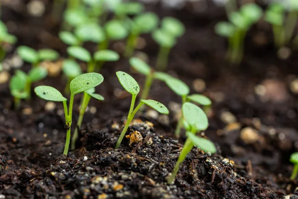 土壌中の若い植物の苗のトップビュー 苗は地面に植える前に準備されます 暗い背景に若い柔らかい芽 — ストック写真