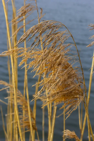 stock image Common reed Phragmites australis. Thickets of fluffy dry trunks of common reed against the background of lake water. Up close Nature concept for design.