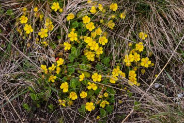 Potentilla neumanniana sarı çiçekli bir çalıdır..