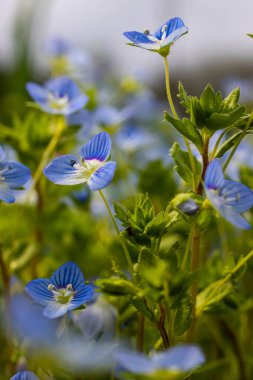 Mavi çiçekler Veronica Chamaedry güneşli bir havada bir çayıra yakın..
