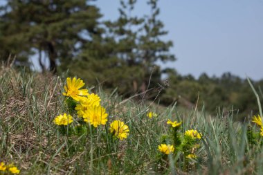 Adonis vernalis, yaygın olarak sülün gözü olarak adlandırılan, ilkbaharın başlarında açan narin ve çarpıcı bir çiçektir. Canlı sarı yaprakları koyu yeşil yapraklarına karşı çok güzel bir şekilde tezat oluşturur..