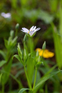 Stellaria holostea, Caryophyllaceae familyasından bir bitki türü. Geleneksel bir İngiliz bahar çiçeği.