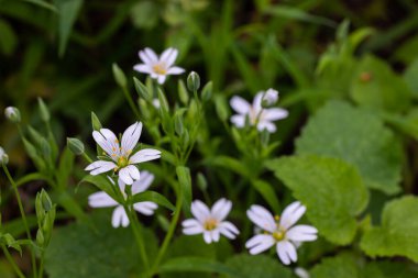 Stellaria holostea, Caryophyllaceae familyasından bir bitki türü. Geleneksel bir İngiliz bahar çiçeği.