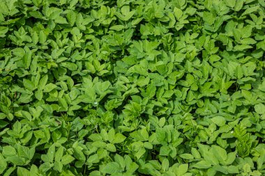 Arka plan için yeşil yapraklar, doğanın dokusu. Bahar konsepti, çevre koruma.