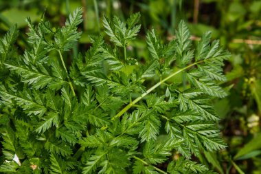 Arka plan için yeşil yapraklar, doğanın dokusu. Bahar konsepti, çevre koruma.