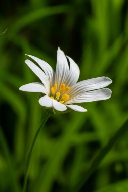 Stellaria sanal çayı. Tavuk otunun narin orman çiçekleri, Stellaria holostea ya da Echte Sternmiere. Çiçek arkaplanı. Doğal yeşil arka planda beyaz çiçekler. yakın plan.