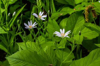 Stellaria sanal çayı. Tavuk otunun narin orman çiçekleri, Stellaria holostea ya da Echte Sternmiere. Çiçek arkaplanı. Doğal yeşil arka planda beyaz çiçekler. yakın plan.