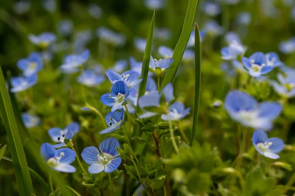 Μπλε Λουλούδια Veronica Chamaedrys Κοντά Ένα Λιβάδι Ηλιόλουστο Καιρό — Φωτογραφία Αρχείου