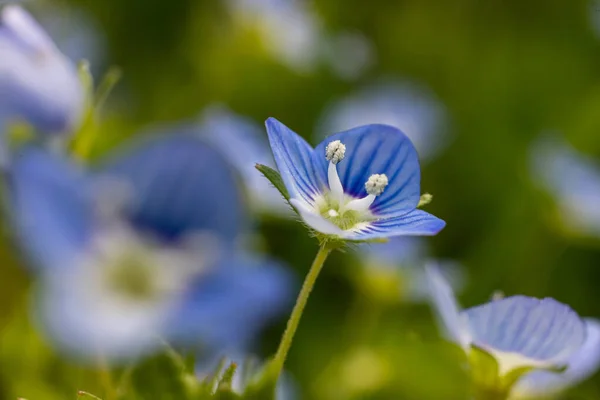Μπλε Λουλούδια Veronica Chamaedrys Κοντά Ένα Λιβάδι Ηλιόλουστο Καιρό — Φωτογραφία Αρχείου