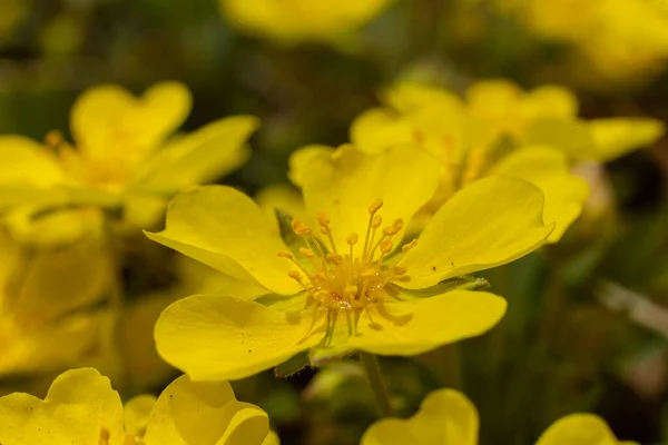 stock image Potentilla neumanniana is a shrub with yellow flowers.