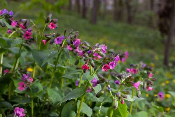 Květ Jasné Pulmonaria Jaře Plicní Wort Květiny Různých Odstínů Fialové — Stock fotografie