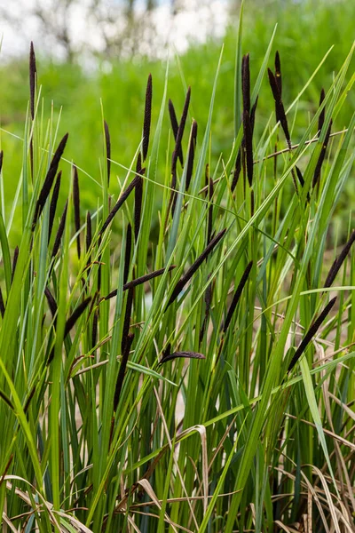 Carex Acuta 生长在古北极陆地生态区的河流和湖泊边缘的带矿质土壤的湿 碱或微酸低洼地中 — 图库照片