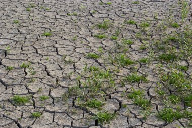 Çevresel restorasyon kavramı çatlak topraklarda fidelerin büyümesi, kurak mevsimde çatlamış toprak küresel ısınmadan etkileniyor, iklim değişikliğine ve su sıkıntısına neden oluyor..