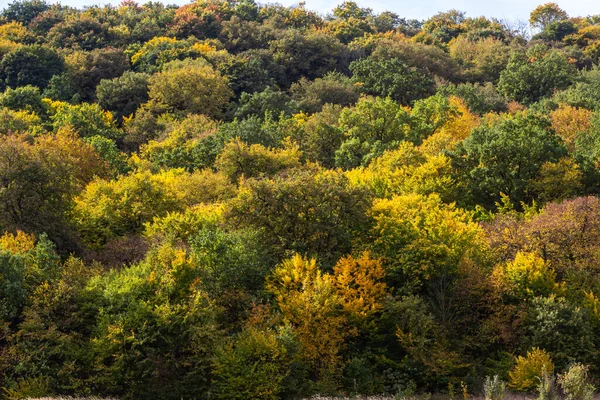top view autumn forest texture colorful leaves. Leafy autumn forest on the hills.