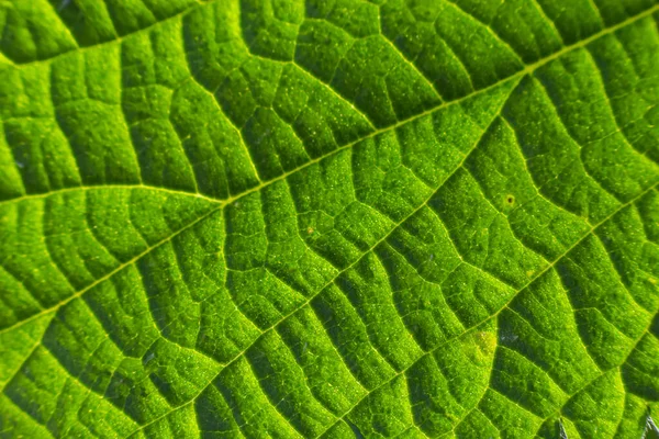 Abstrakt Gröna Blad Textur För Bakgrund Naturmiljö Ekologiskt Koncept — Stockfoto