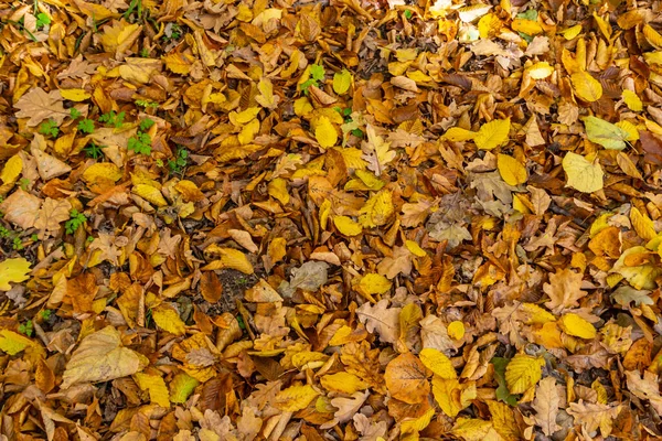 Düşen sonbahar yapraklarının renkli arkaplan resmi mevsimsel kullanım için mükemmel.