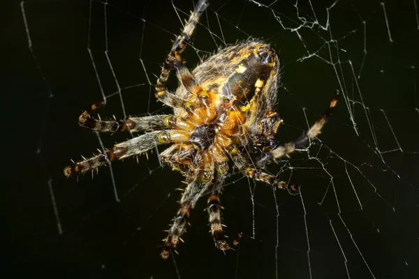 Spider Araneus Diadematus Med Ett Kors Ryggen Ett Nät Mot — Stockfoto
