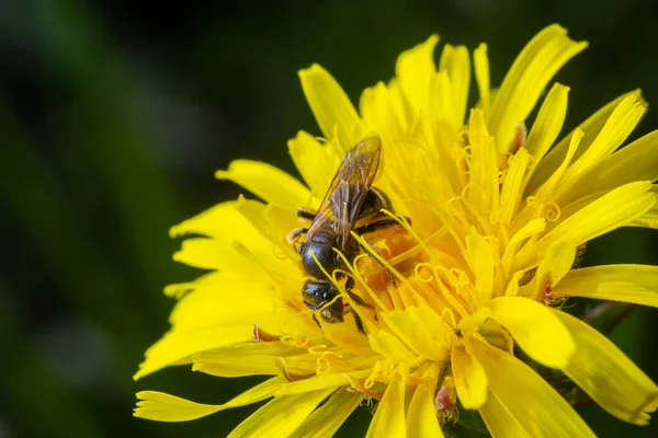 Sarı Karahindiba Çiçeklerinin Polenini Alan Yalıtılmış Bir Bal Arısı Örneği — Stok fotoğraf