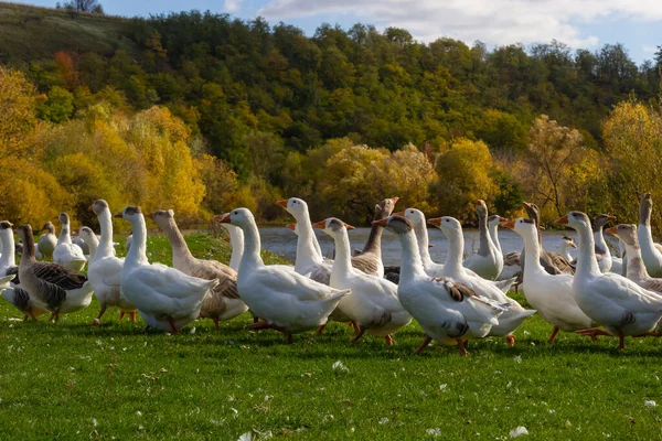 Gray Krásné Husy Pastvině Venkově Procházka Zelené Trávě Ptáci Farmy — Stock fotografie