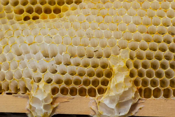 ハニーコーム蜂は 木製のフレームで作業の朝食蜂の巣を閉じます 養蜂の概念 — ストック写真