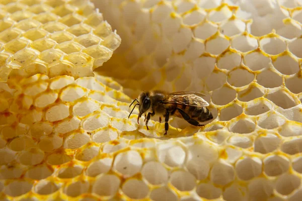 Gyönyörű Méhsejt Közelről Egy Méhraj Mászik Fésűn Mézet Gyűjtve Méhészet — Stock Fotó