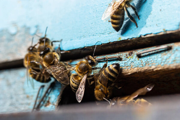 Группа пчёл возле улья, в полёте. Деревянный улей и пчелы. Пчелы вылетают и летят в круглый вход деревянного винтажного улья на пасеке с близкого расстояния..